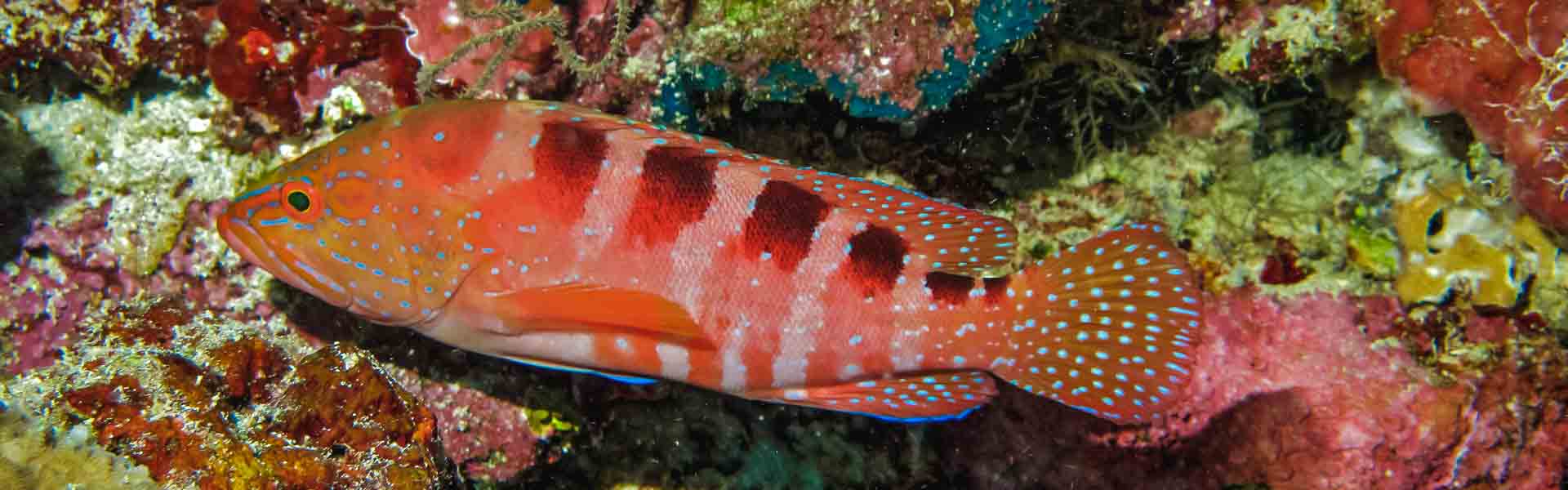 The Sixblotch Grouper